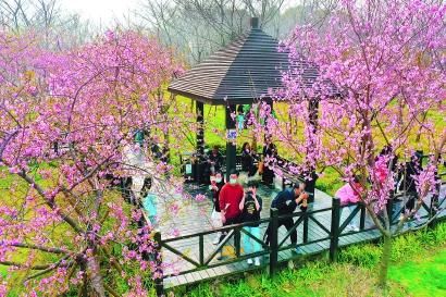 “2021上海樱花节”明起在顾村公园举行