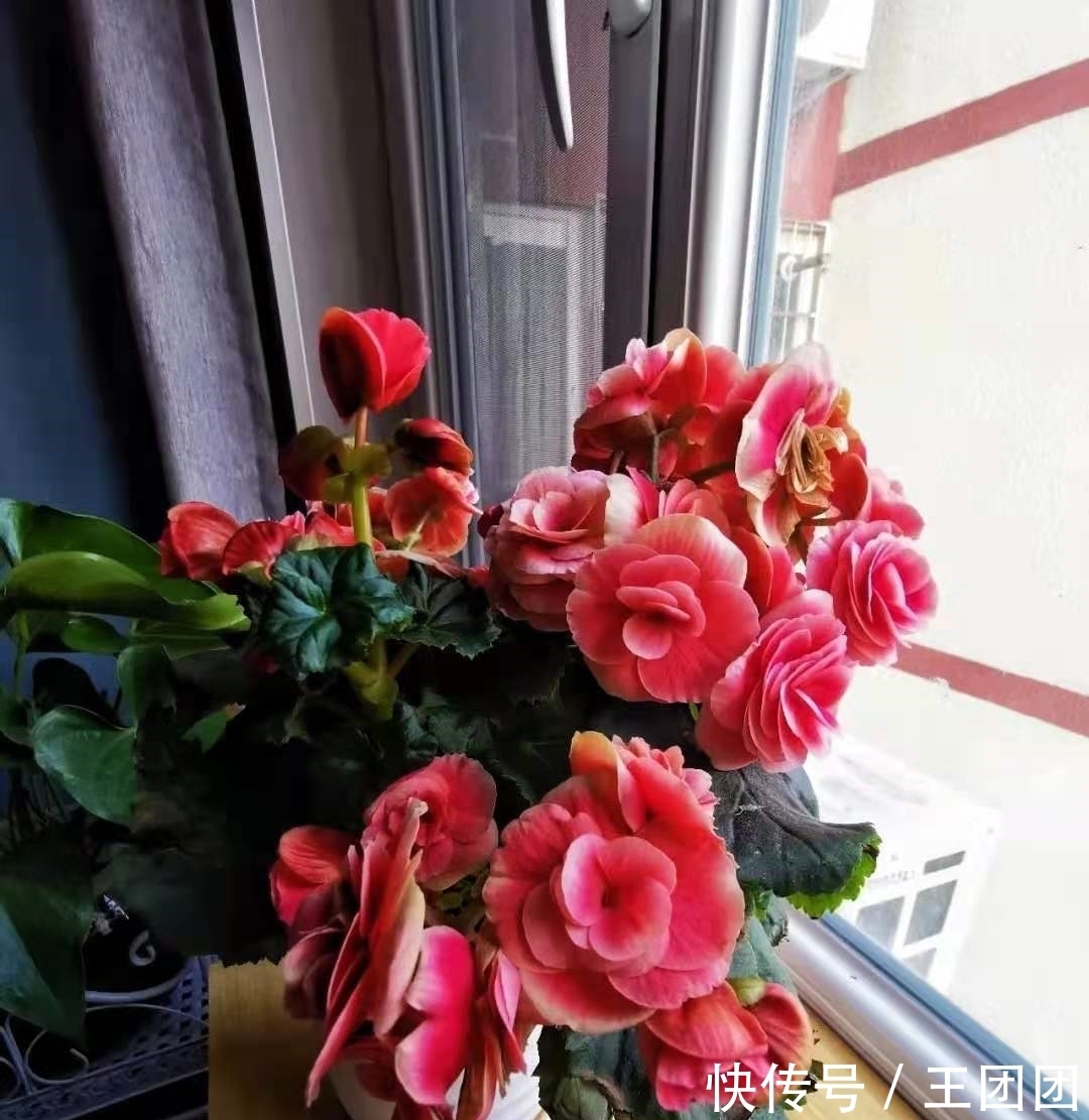 7种花,花期超过大半年,冬天室内依旧绽放