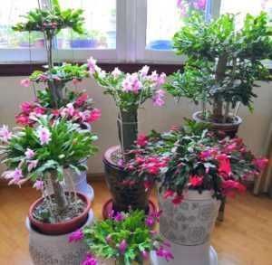 夏天养“蟹爪兰”4秘诀,叶片肥厚蹭蹭长,到了秋季就开花,管用