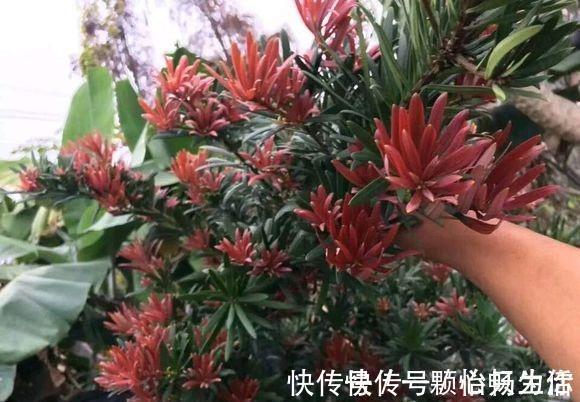 喜欢罗汉松的看过来,这个品种的罗汉松,好看还耐冻,更具观赏性