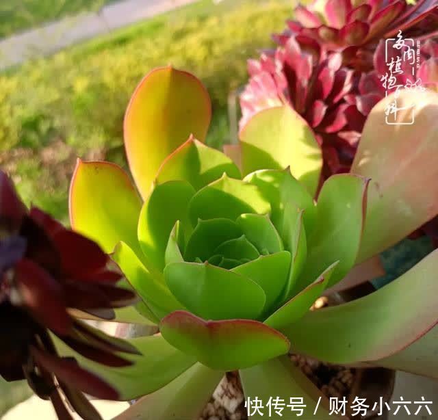 揭秘：那些干净又温暖的多肉照片从哪里来？