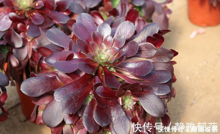 老桩|黑法师盆景培育技巧，只要做3步，采用“倒挂法”，变成盆景老桩