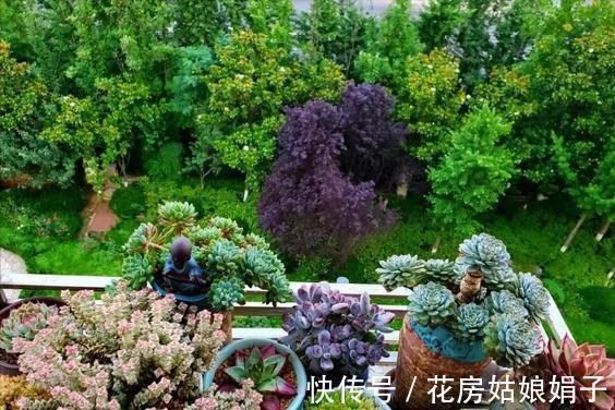 养多肉不爆“头”？“掰叶法”来帮忙，叶片掰一掰，叶下长满新头