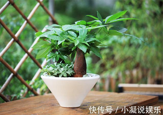 新年|这6种花新年家里养上一盆,满屋清新,年年喜庆招财,金玉满堂!