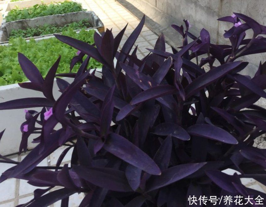 紫竹梅紫得高贵,忽略一件事,叶子变成“丑陋绿”,太难看