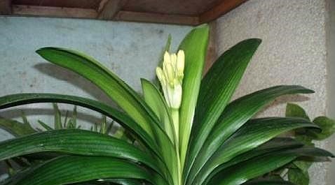 养君子兰不开花“年龄”到了,“冻”一下“热”一下,盆盆开爆