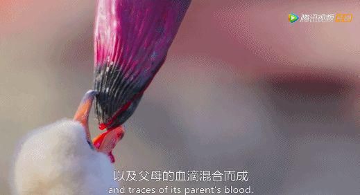 9.8分超惊艳，这神作终于不用找资源，我一口气看完5集