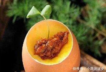 留香|美食推荐:生烤羊肉串、豆腐泥蒸虾酱、手留香蒸蛋制作方法