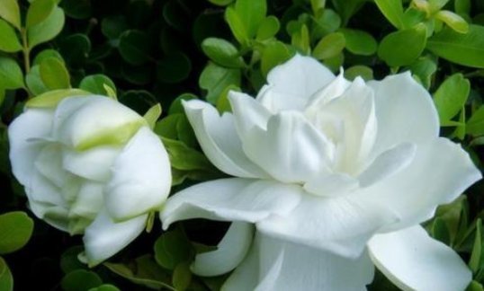 栀子花|栀子,茉莉不要抱怨养得不好用这种“肥水”浇,疯了不能坚持很久,旺盛