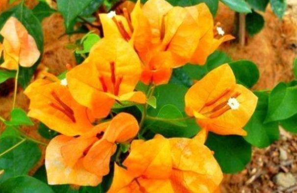 菊花朵|花卉名品柠檬黄三角梅,花开优雅迷人好养活,可以说是养花首选