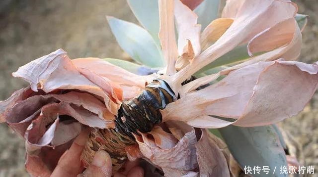 多肉“僵苗”是大事,搞不好就会“死翘翘”,学会3个方法解决!