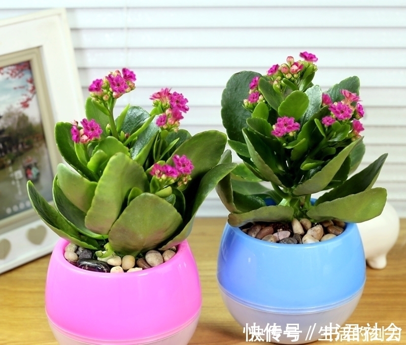 长寿花很好养，施点这种肥，叶片肥美又亮丽，花期能达150天