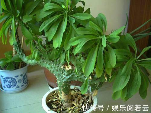 麒麟掌|花卉市场看见此几种多肉别买,长大后是有毒性的