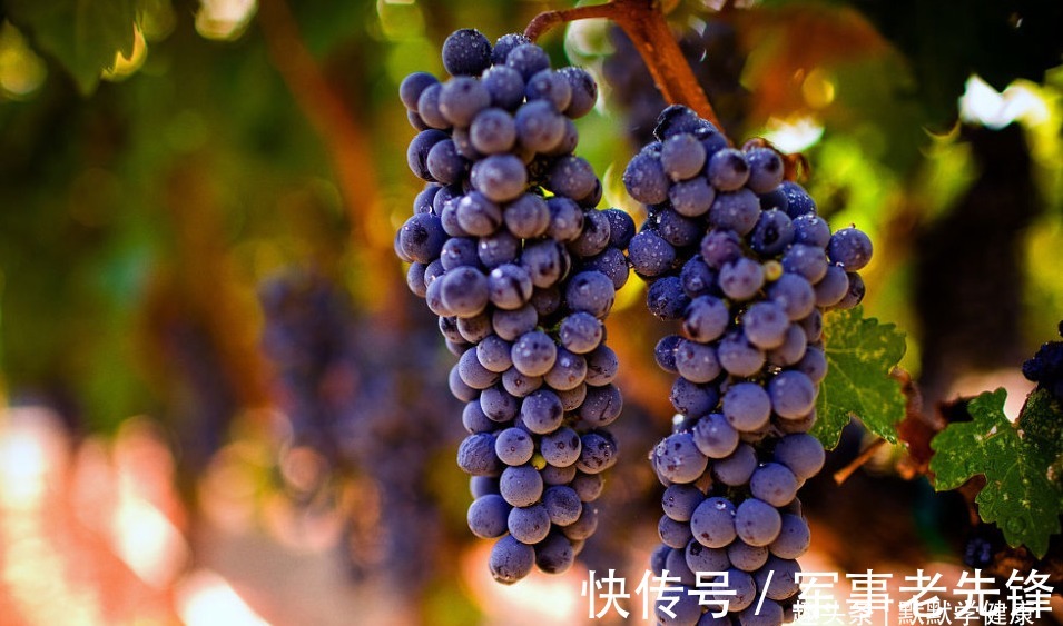 蒲公英茶|天然“阿司匹林”被找到了，每天吃一点，血管干净，血栓不来扰