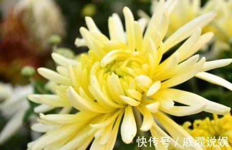 排毒|菊花和此物一起泡，每天一杯，排毒健身，视力好，肝越来越健康