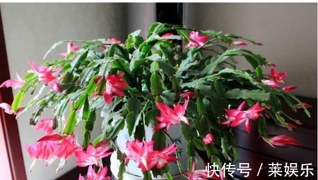 磷钾肥料|蟹爪兰花谢之后怎么办这样养,蟹爪兰叶片厚绿,不停地冒花苞