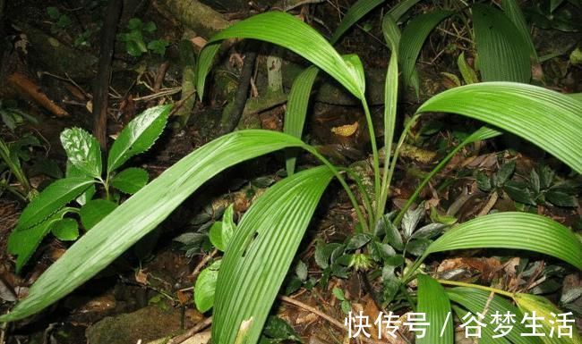 野草|因生长过快,常被除掉,殊不知如此的珍贵,126元一斤