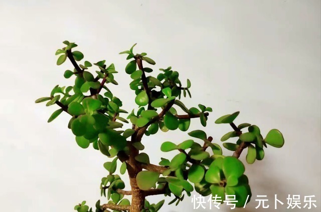 浇水|盆栽金枝玉叶,学会5个养护小技巧,枝叶茂盛,2年长成小“老桩”