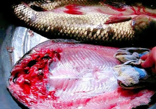 腌腊鱼,直接抹盐难怪不好吃,牢记3点,越放腊味越足,不腥不臭