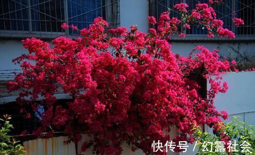 有个小院子,养上4种花,花量大,花期长,全年开花300天