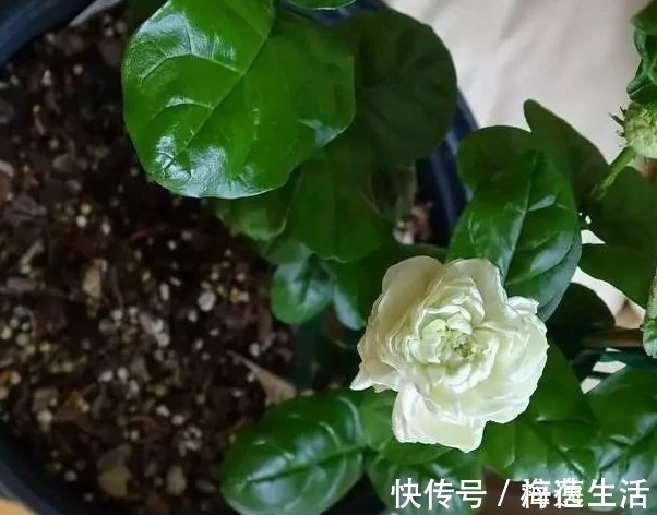 条件|茉莉盆栽开花少，别怪人不争气，没满足这些条件，谁养都一样