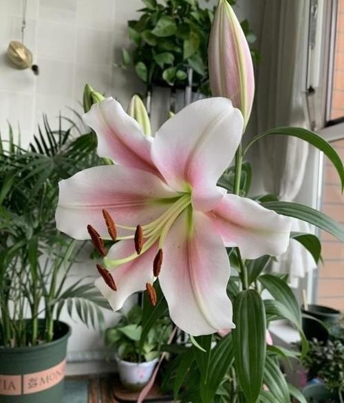 客厅养花,这6种“香香花”,花香浓郁,养在客厅衣服都带香味