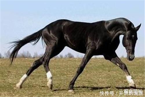 中国历史上的6匹名马,除了项羽的乌骓,另外