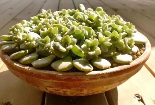 多肉白牡丹为什么感觉不好养？