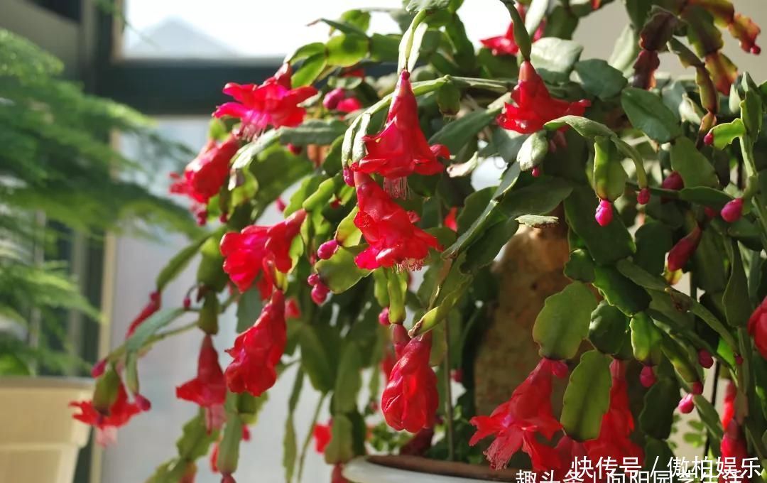 蟹爪兰摆放位置有“讲究”,一不小心就不开花,看你摆的对不对