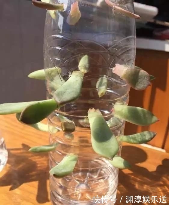 矿泉水瓶有“大作用”，10个“用法”最经典，可以种豆芽、养花