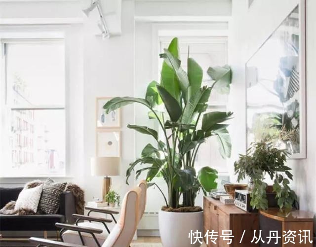 客厅|客厅不能养这三种花,一点好处没有,养了的抓紧挪走!