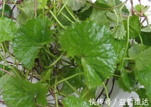 耳根|4种山上常见的野草,药用价值超乎你的想象,再不挖就老了!