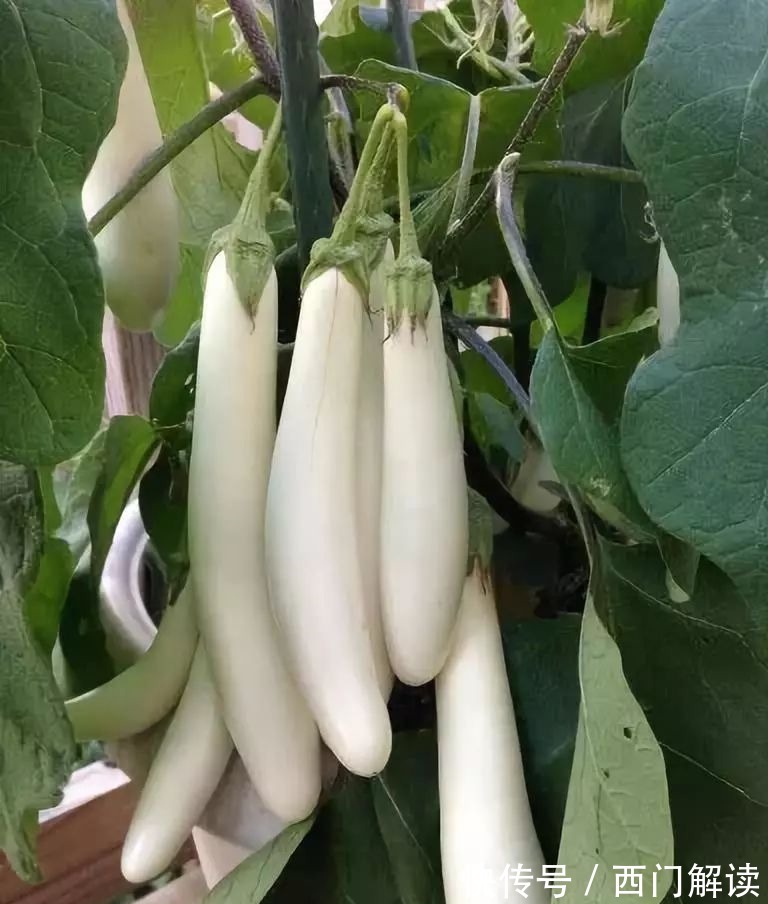 你绝对没见过的奇特的瓜果蔬菜!大开眼界!