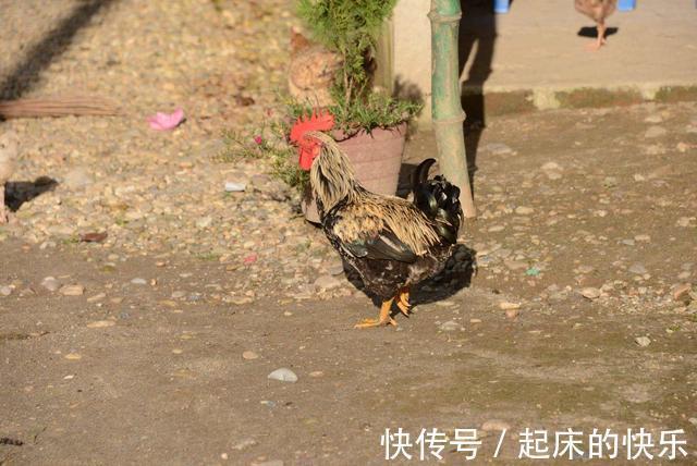 幽默$千年前搞笑幽默的3首古诗词,文采飞扬,令人忍俊不禁