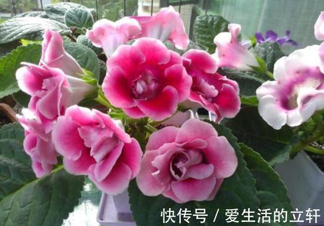 颜值花|家里就养4种颜值花，不怕热不怕冷，不用管反而长得旺！