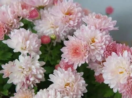 几款花卉，开花勤爱爆盆，开花一茬接一茬，对待新手很友好