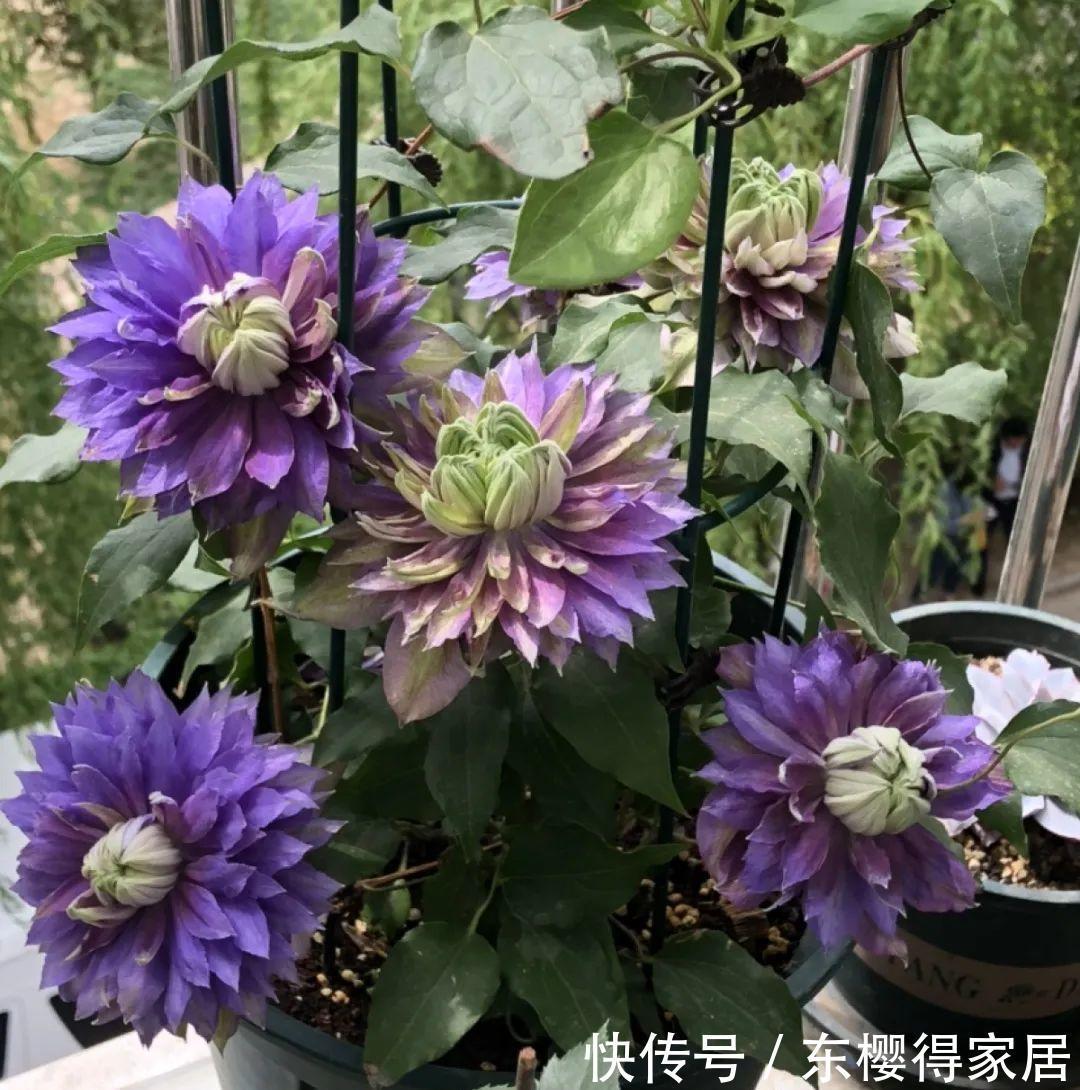 品种|6月份扦插,选好合适的植物品种,沾土、泡水都能活