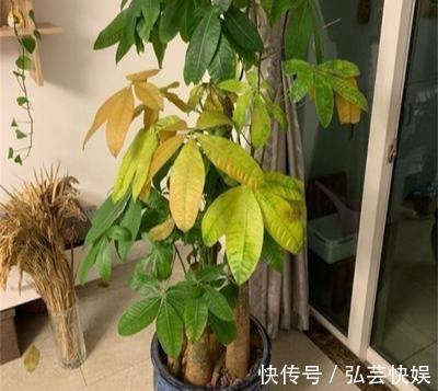 黄叶|绿萝、发财树蔫了别浇水,浇一盆死一盆,要这样救治