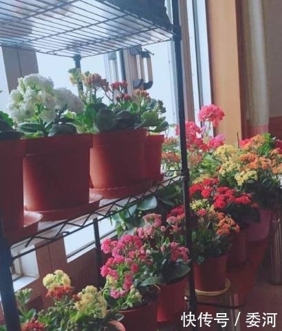 一瓶醋就能治花病,几大功效,还不会担心把花养死了,不妨试试