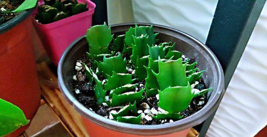 老花农都喜欢的2种花,好看好养又省心,还能大量繁殖变多盆!