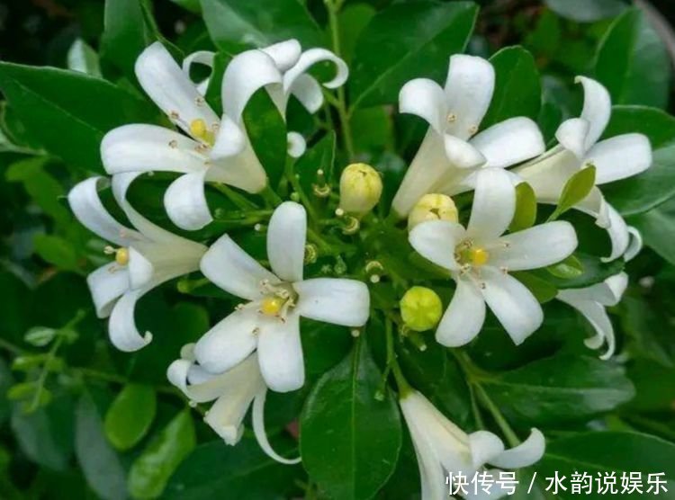 养花就养这几款,全年开花不停,沾点水就疯长,开花勤还爱爆盆