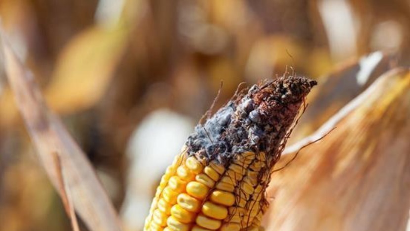 胆红素|32岁女子滴酒不沾,查出肝硬化晚期,医生忠告:比喝酒和熬夜更伤肝的是它