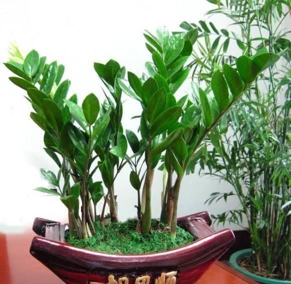 家里养盆金钱树,叶片四季翠绿,招财又纳福,金钱树养护窍门