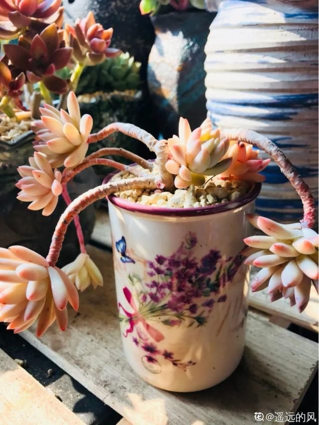 一入肉坑深似海，越养越上瘾