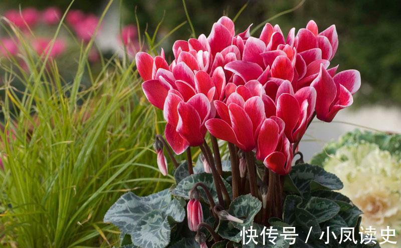 6种“富贵花”天生怕晒，客厅没光照，照样开满花，吉利旺家