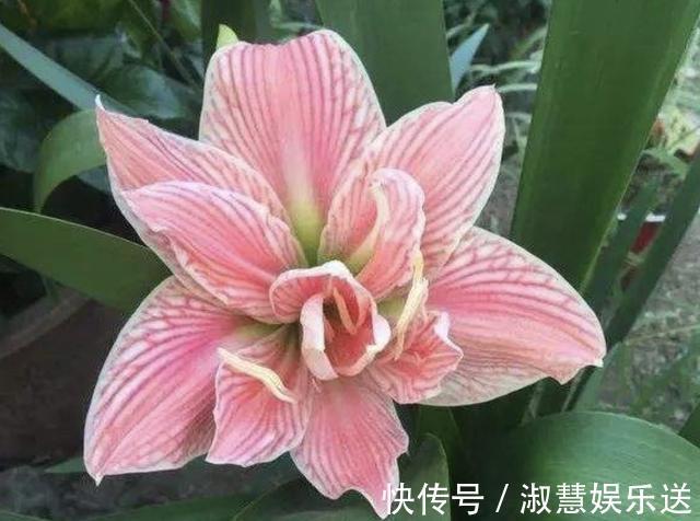 花友们|朱顶红不会养教你修剪，一年开两次花，花苞比月季还大，美！