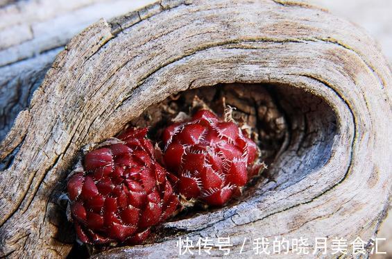 多肉植物|多肉植物叶片干瘪,最大的原因在这