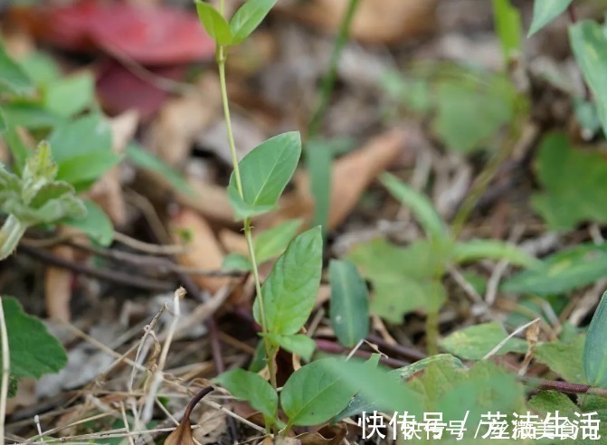 青木香|此植物，闻着有一股鸡屎味，吃起来却又清香回甘，咳嗽一吃就见效