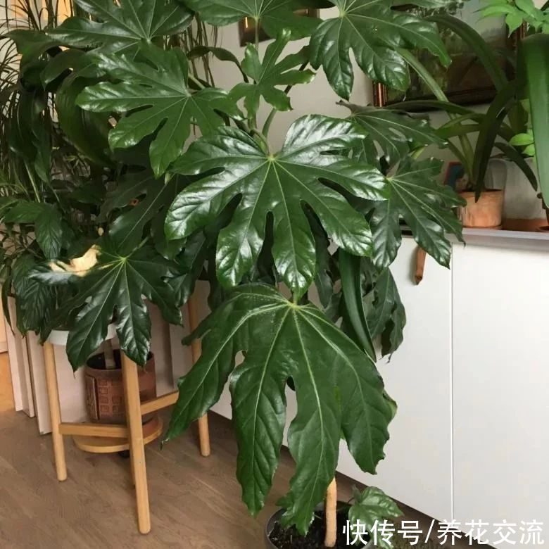 叶片|枝叶长得特别壮观的八角金盘，品种还挺丰富，适合养成室内大盆栽