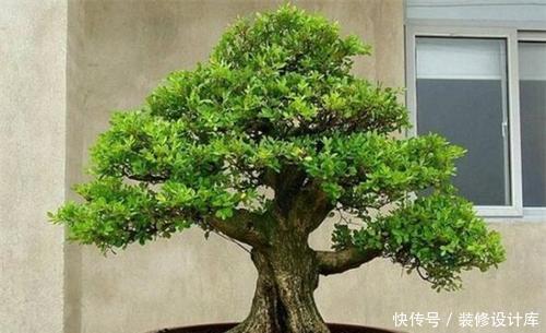 值钱|6种漂亮花,不仅外形美,还越养越值钱,富贵人家都爱养!